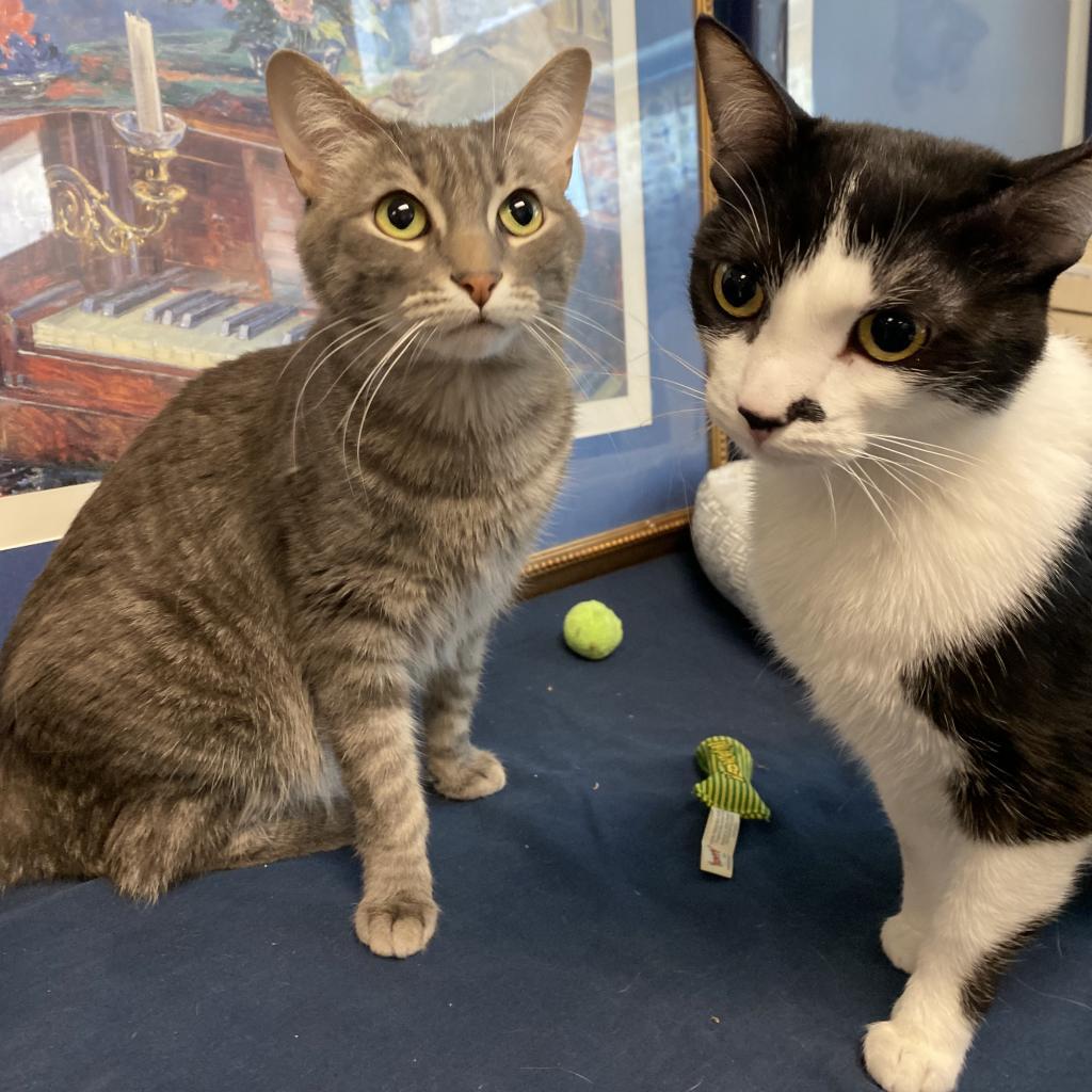 Duckling — thumbnail 2