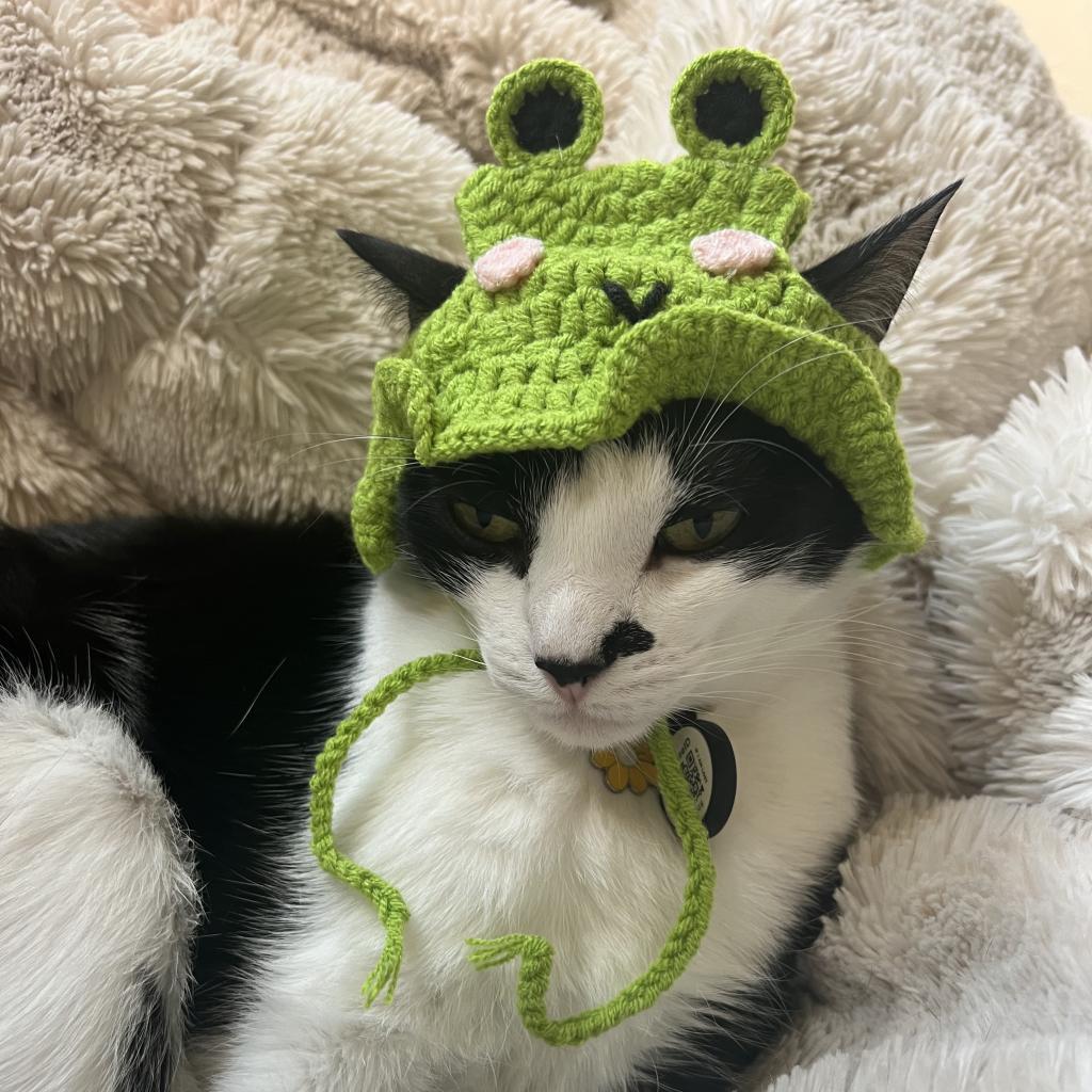 Duckling — thumbnail 3