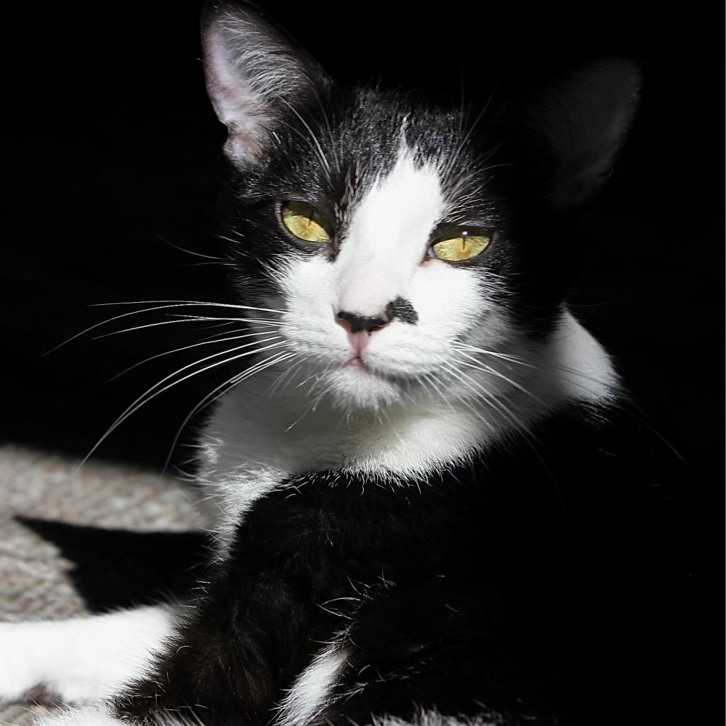 Duckling — thumbnail 4