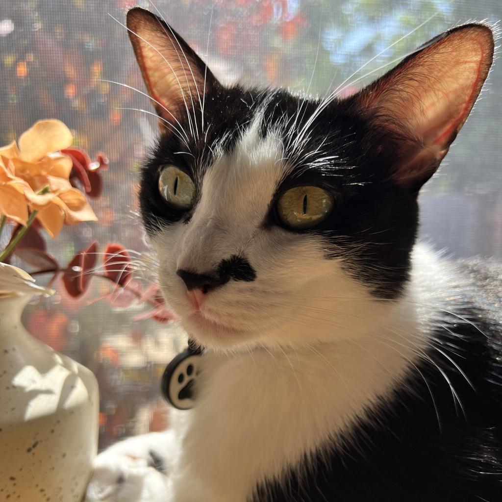 Duckling — thumbnail 5