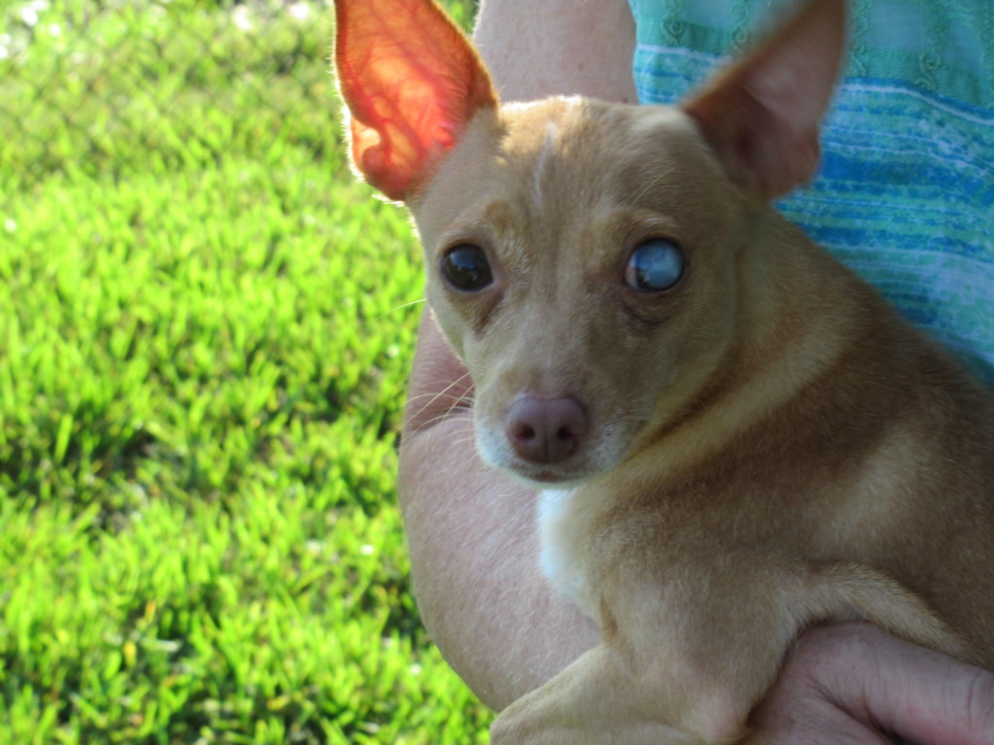 Ginger, a Adoptable Chihuahua in Sarasota, FL image 1/5