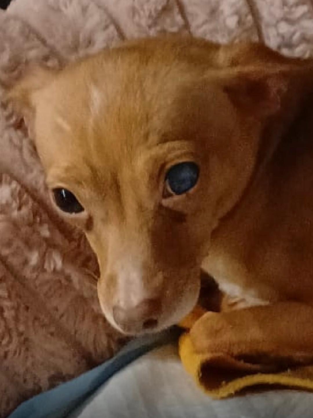 Ginger, a Adoptable Chihuahua in Sarasota, FL image 3/5