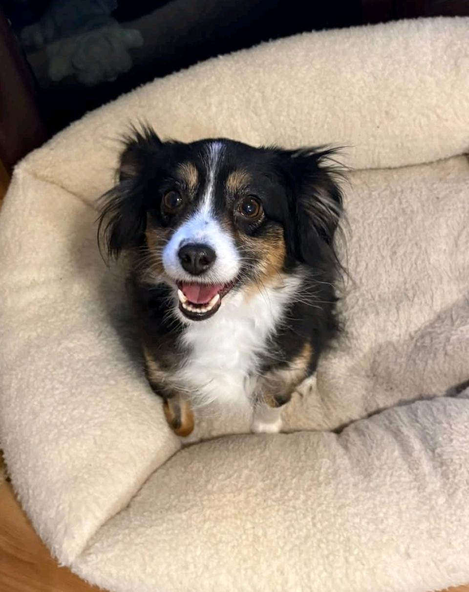 Callie - toy Australian Shepherd , adopted, Young Female Australian Shepherd.