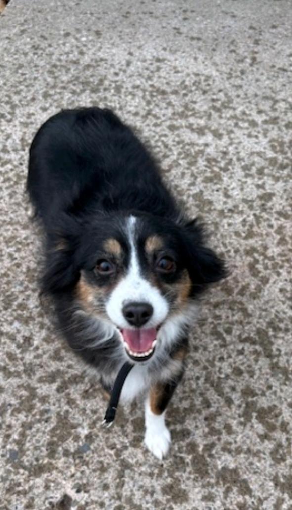 Enlarge Callie - toy Australian Shepherd , an adopted mixed breed in Hamburg, NY image 2/6