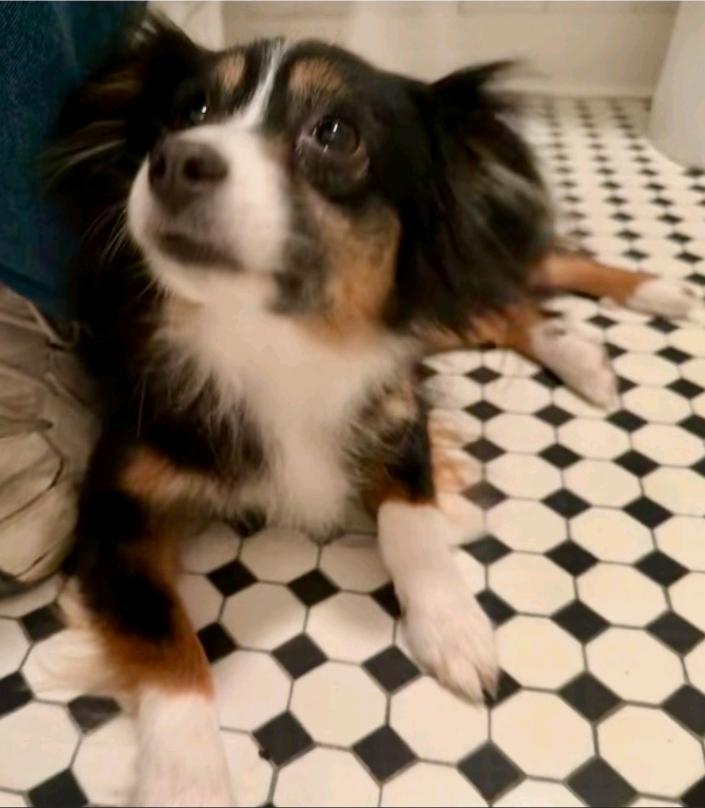 Enlarge Callie - toy Australian Shepherd , an adopted mixed breed in Hamburg, NY image 3/6