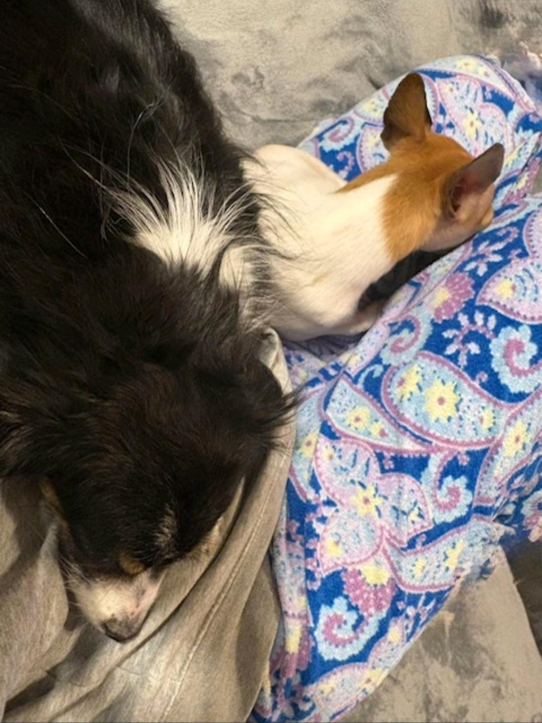 Enlarge Callie - toy Australian Shepherd , an adopted mixed breed in Hamburg, NY image 4/6