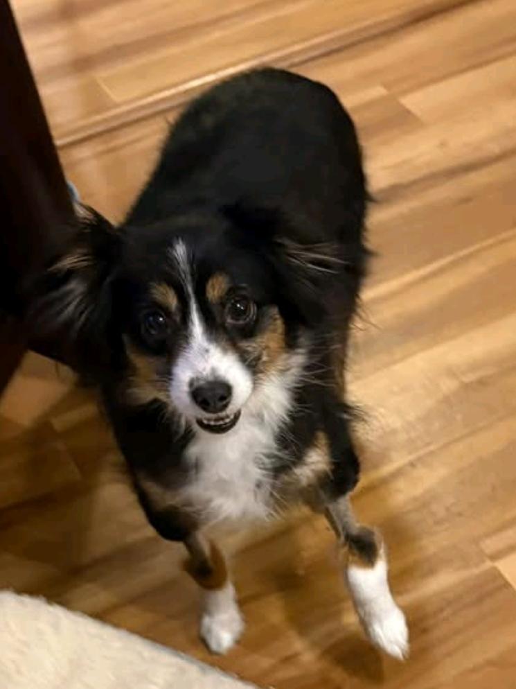 Enlarge Callie - toy Australian Shepherd , an adopted mixed breed in Hamburg, NY image 6/6