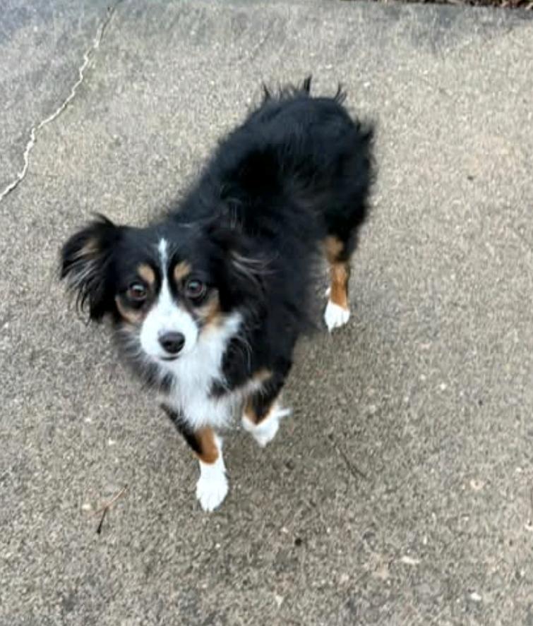 Enlarge Callie - toy Australian Shepherd , an adopted mixed breed in Hamburg, NY image 5/6