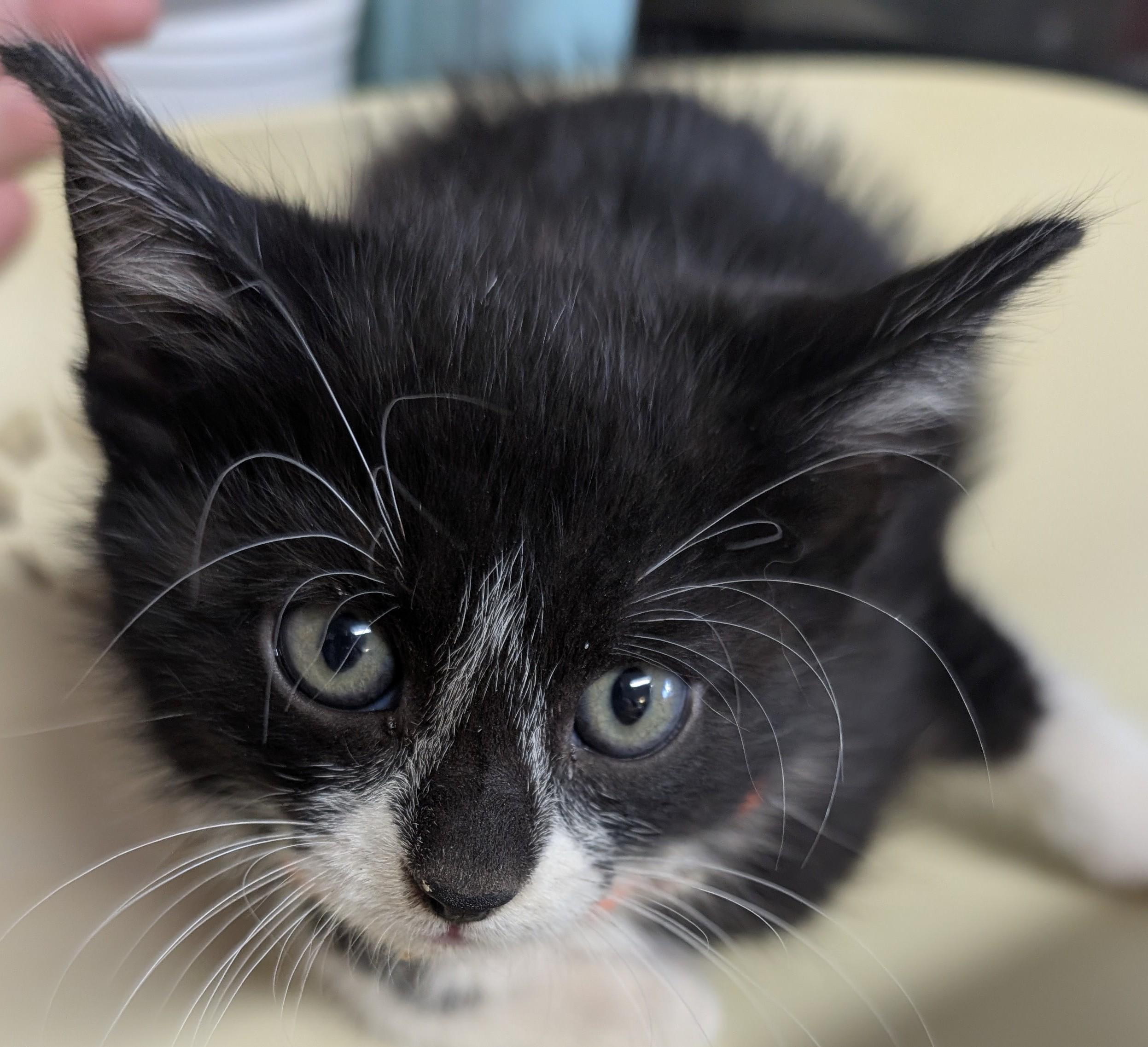 Enlarge Caviar, a Adoptable Domestic Short Hair in Bisbee, AZ image 1/1