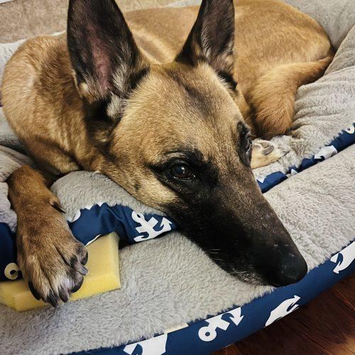Boyoung, Adoptable, Adult Female Belgian Shepherd / Malinois & Mixed Breed.
