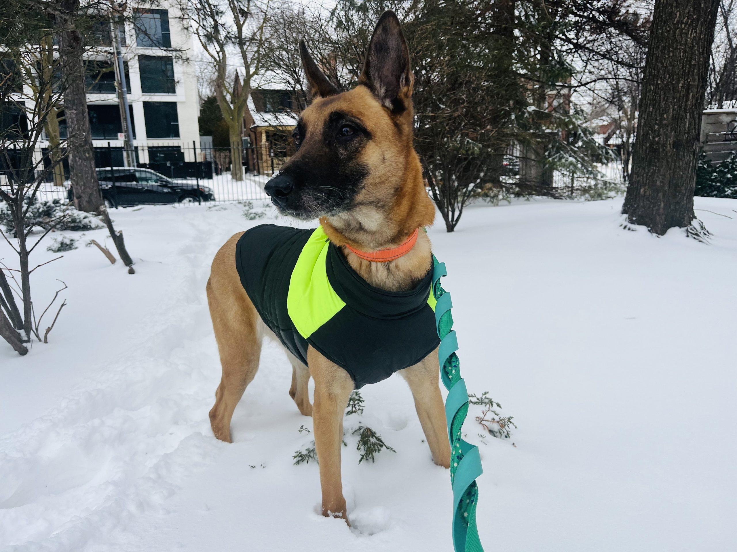 Enlarge Boyoung, a Adoptable mixed breed in Sunderland, ON image 2/3