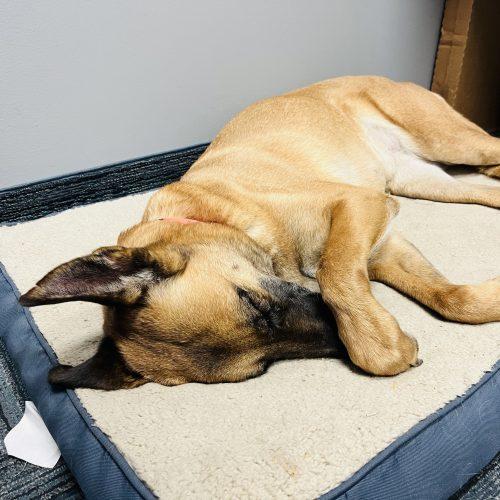 Enlarge Boyoung, a Adoptable mixed breed in Sunderland, ON image 3/3