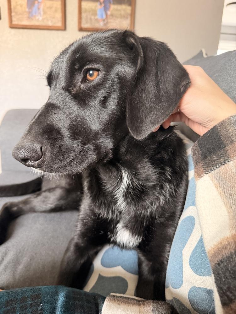 Sabol / Winnie, Adoptable, Young Female Labrador Retriever.