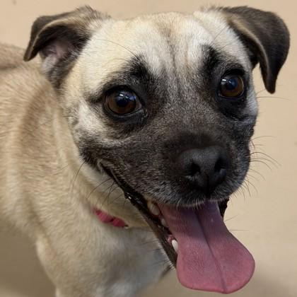 Barefoot Contessa, Adoptable, Young Female Mixed Breed & Mixed Breed.