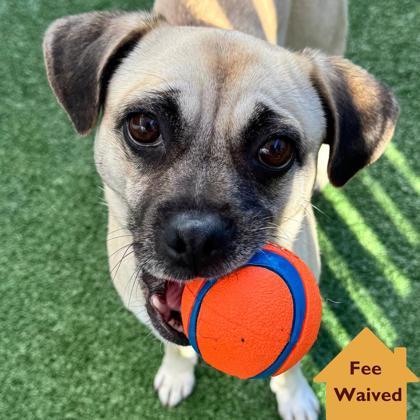 Enlarge Barefoot Contessa, a Adoptable mixed breed in Pleasanton, CA image 1/3