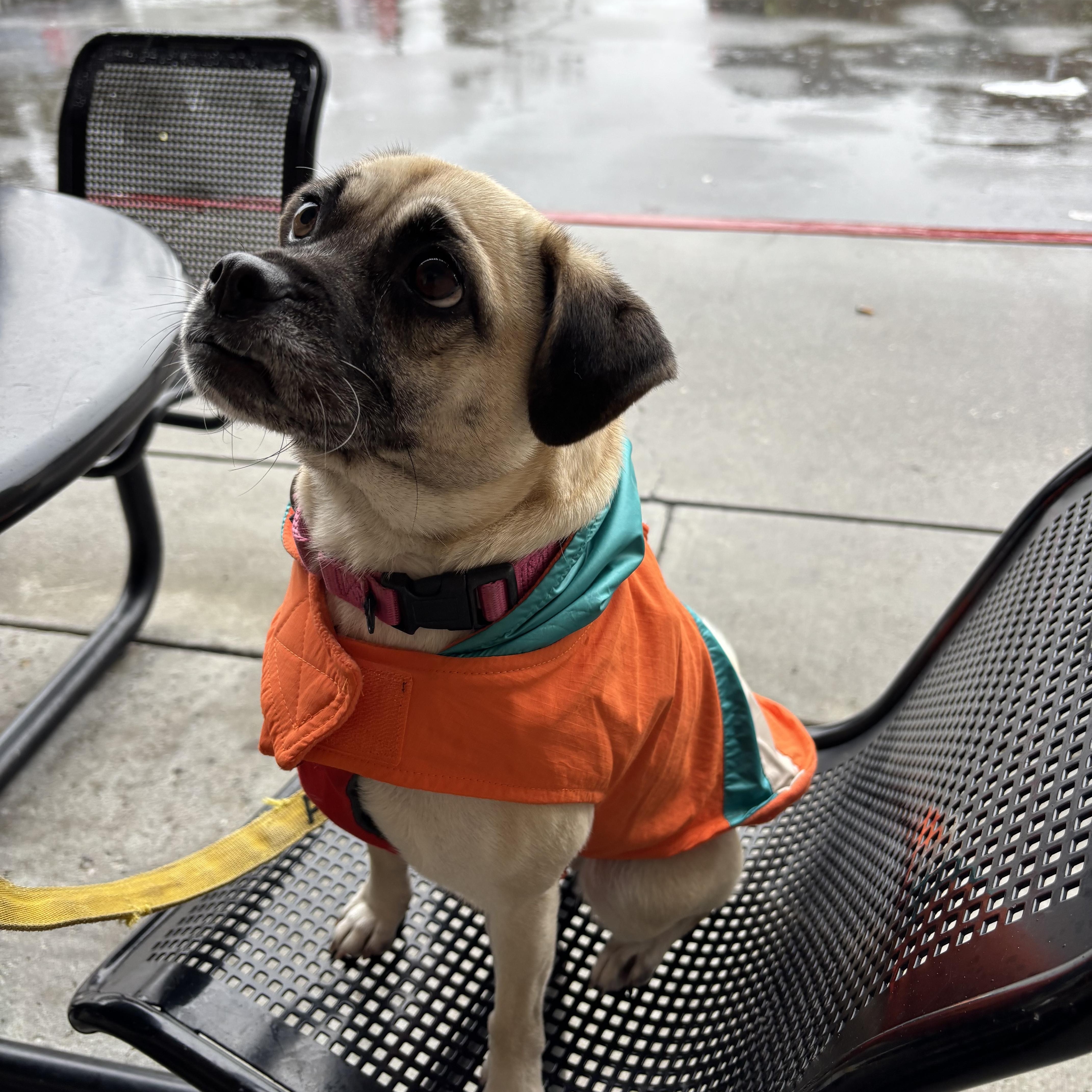 Barefoot Contessa, a Adoptable mixed breed in Pleasanton, CA image 3/5