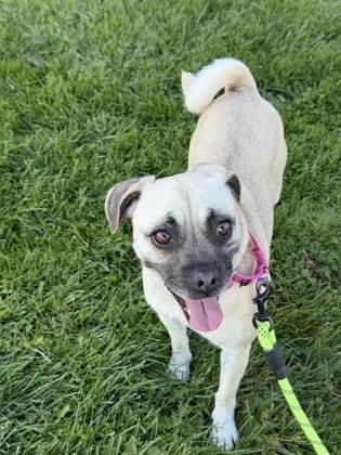 Enlarge Barefoot Contessa, a Adoptable mixed breed in Pleasanton, CA image 2/3