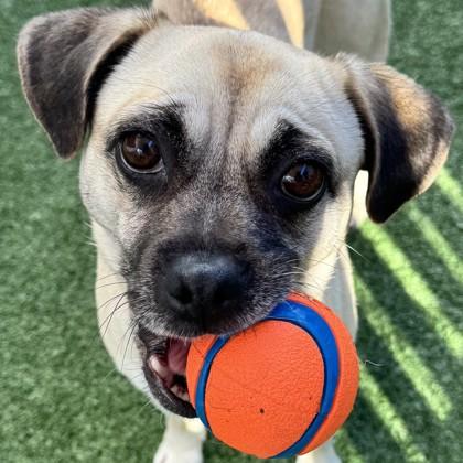 Barefoot Contessa, Adoptable, Young Female Mixed Breed & Mixed Breed.