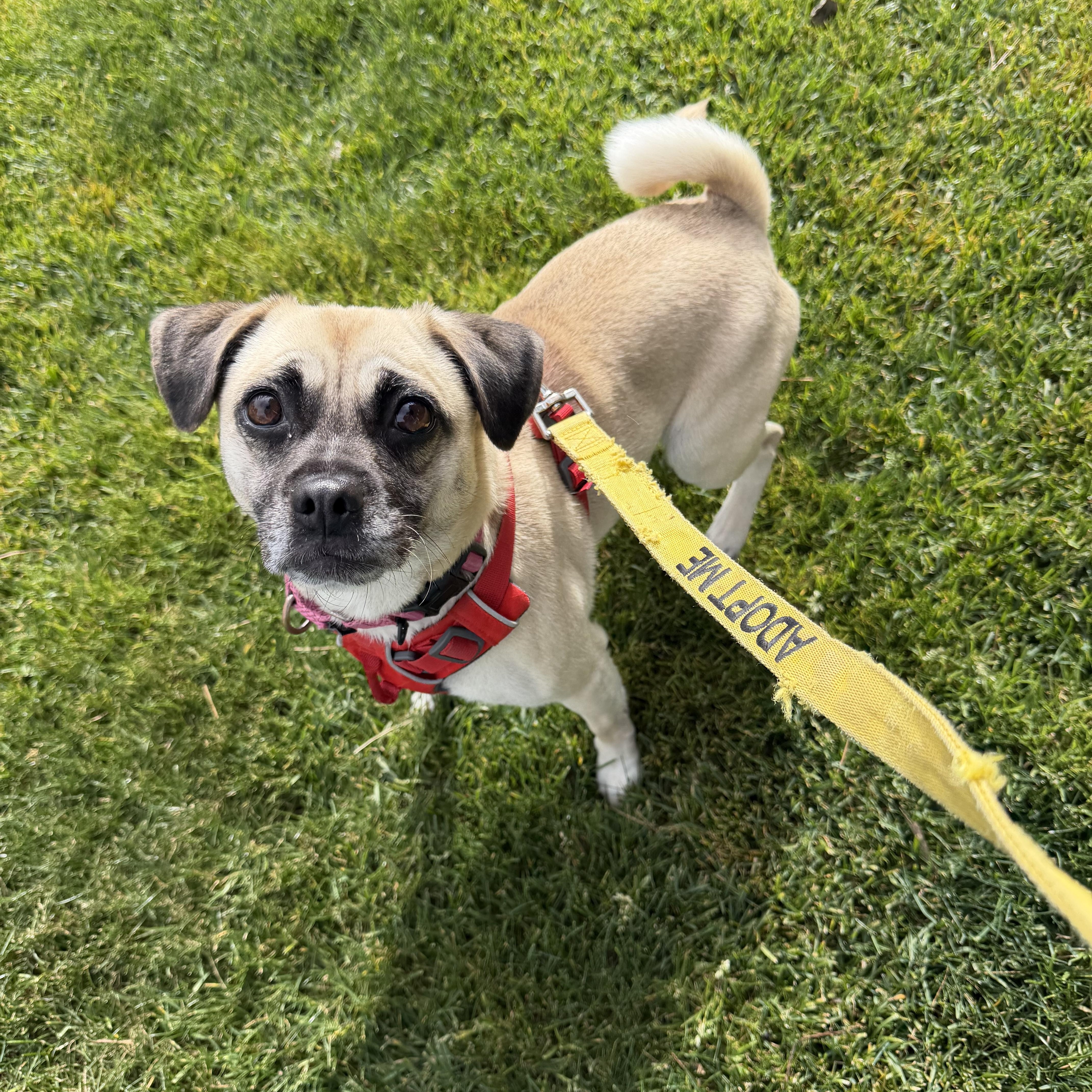 Barefoot Contessa, a Adoptable mixed breed in Pleasanton, CA image 2/5