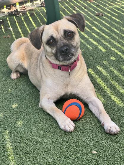 Enlarge Barefoot Contessa, a Adoptable mixed breed in Pleasanton, CA image 2/3