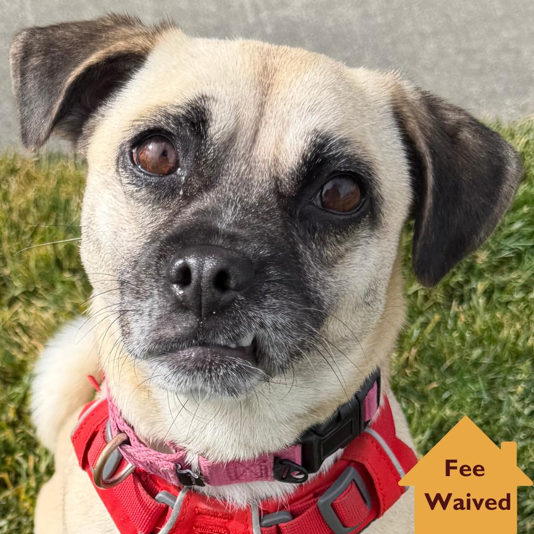 Barefoot Contessa, a Adoptable mixed breed in Pleasanton, CA image 1/5