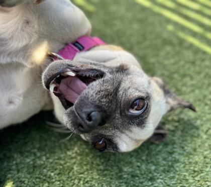 Enlarge Barefoot Contessa, a Adoptable mixed breed in Pleasanton, CA image 3/3