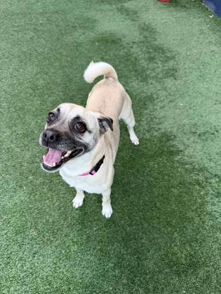 Enlarge Barefoot Contessa, a Adoptable mixed breed in Pleasanton, CA image 3/3