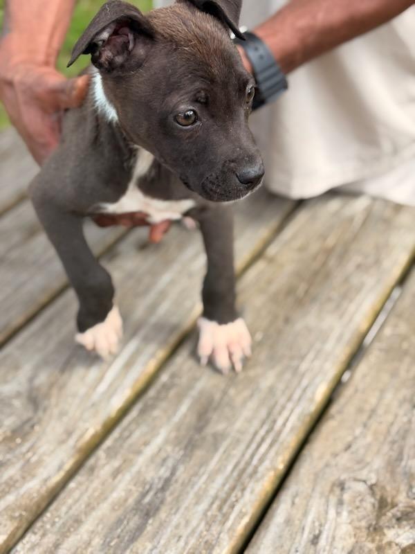 Windex, Adoptable, Young Male Mixed Breed.