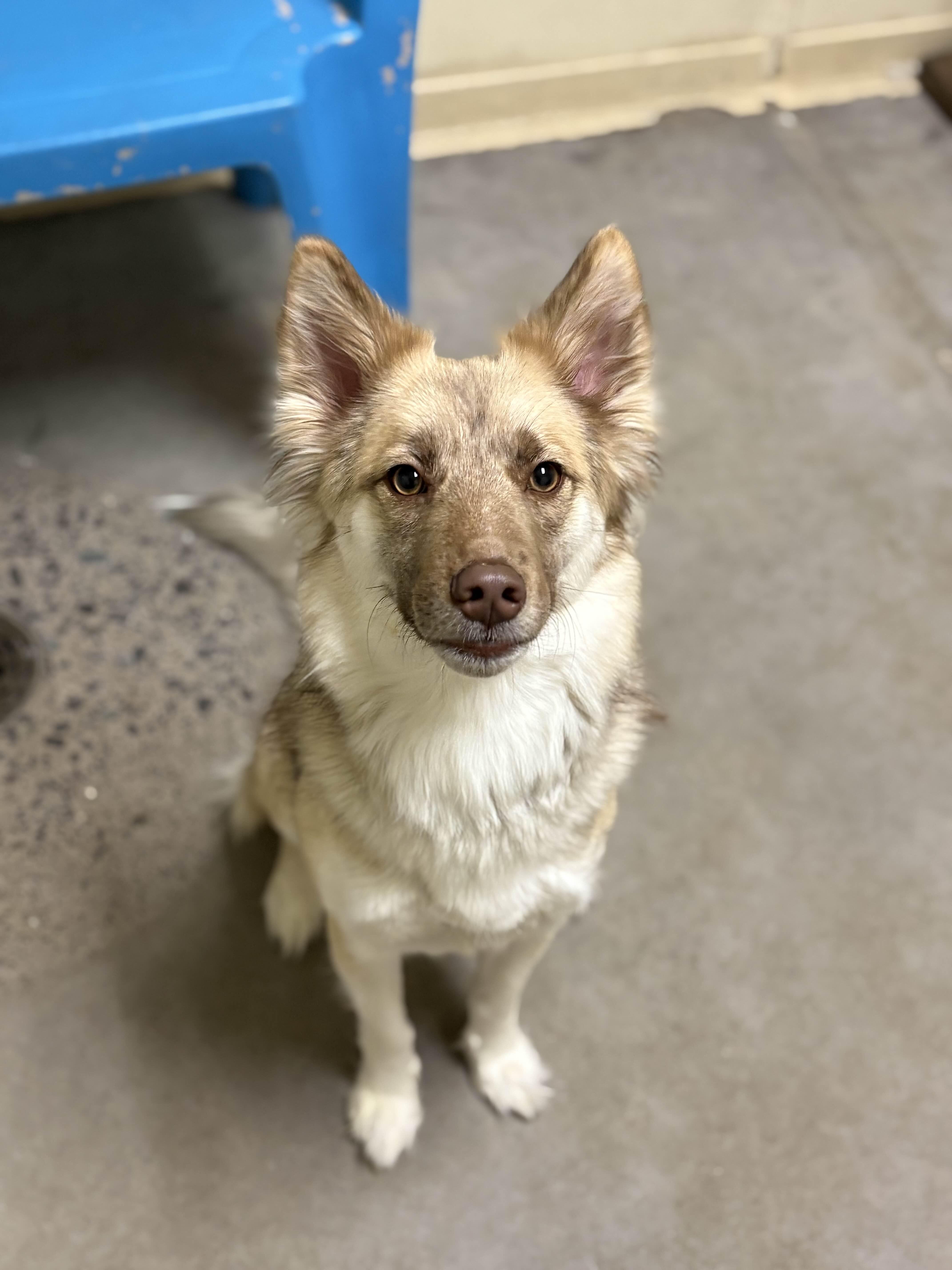 Katie, adopted, Young Female Mixed Breed.