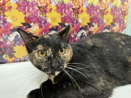 Enlarge Rose, a Adoptable mixed breed in Maumee, OH image 1/1