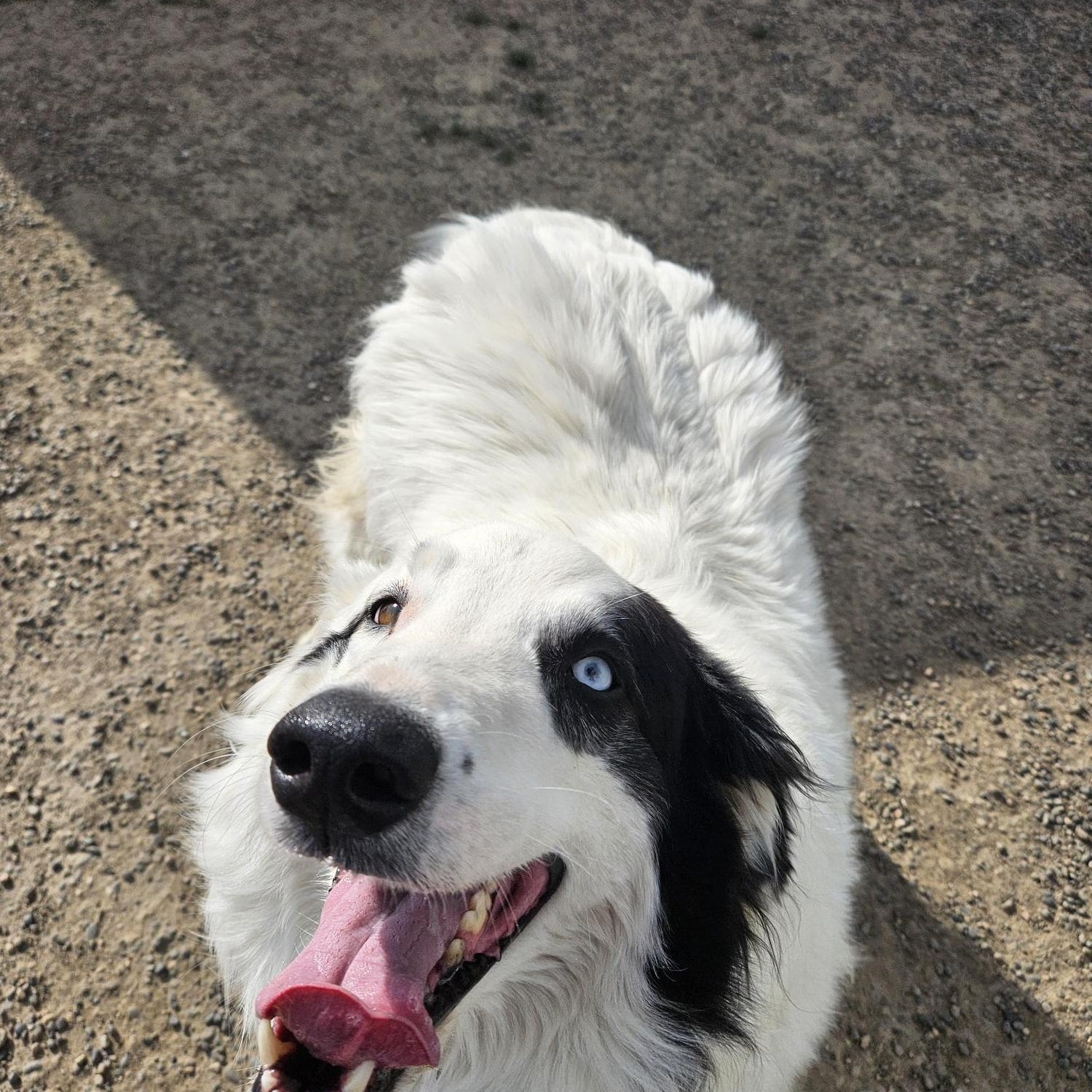 Ghost, an adoptable Great Pyrenees in Billings, MT, 59102 | Photo Image 1