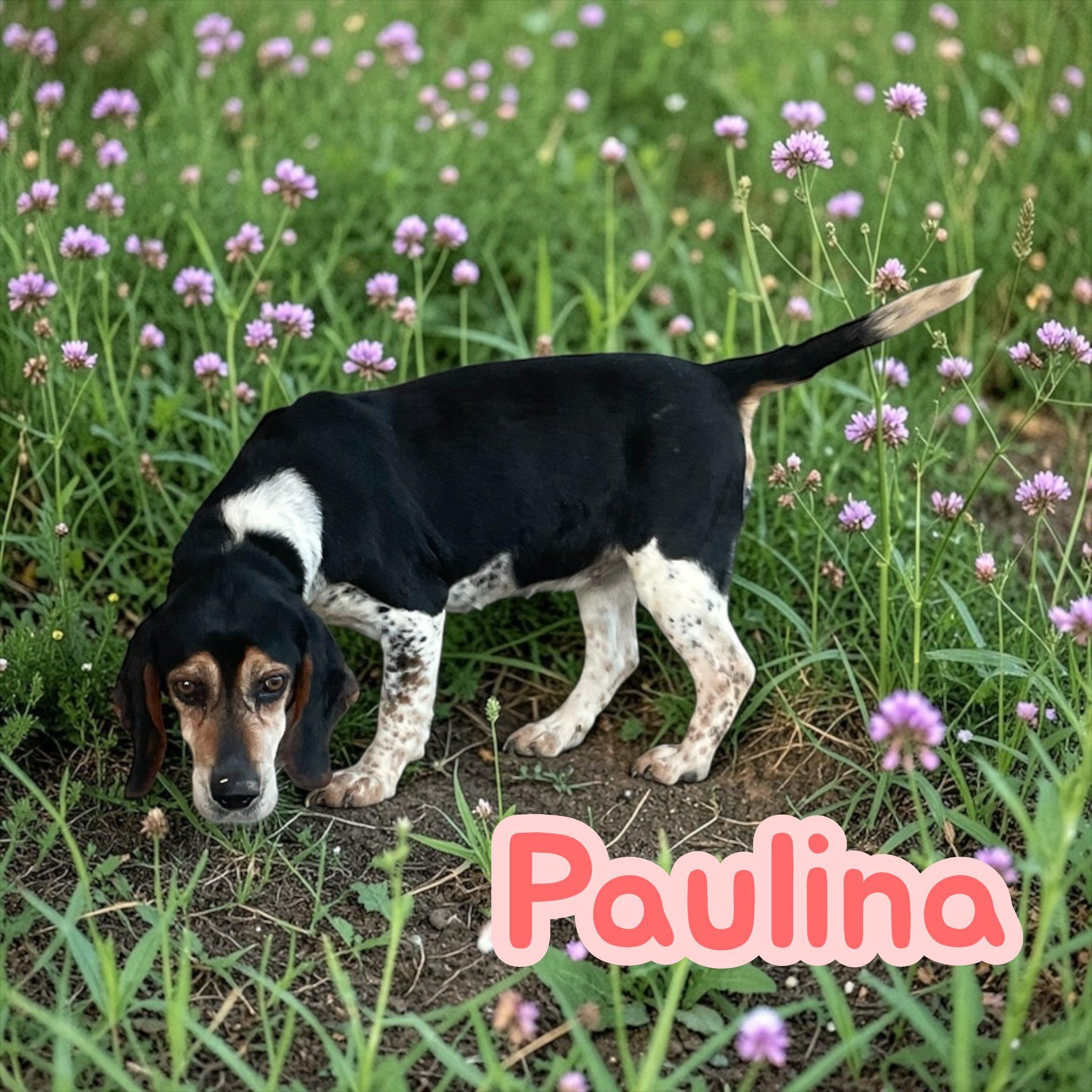 Paulina