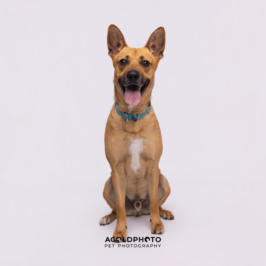 Julian, Adoptable, Adult Male Mixed Breed.