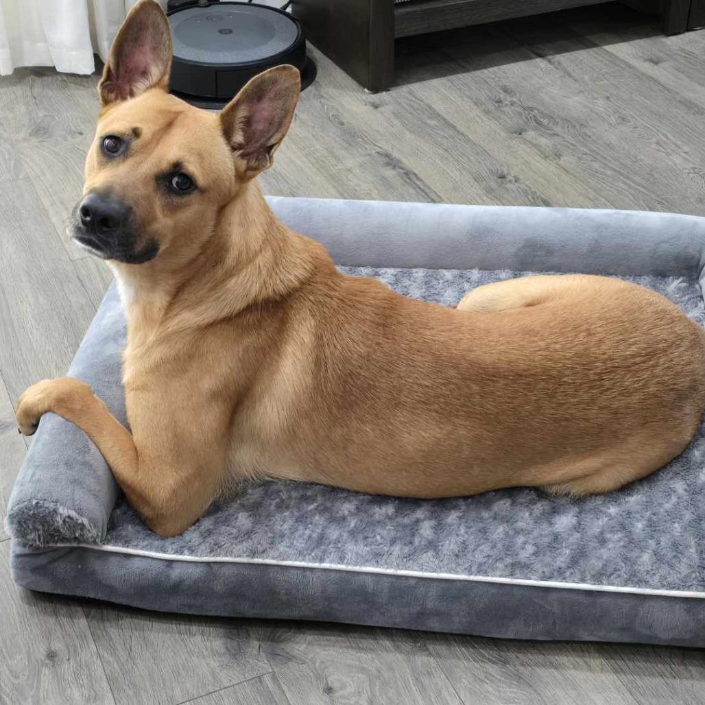 Julian, a Adoptable Mixed Breed in Tampa, FL image 3/6