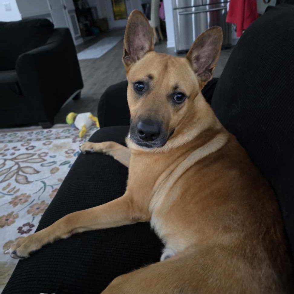 Julian, a Adoptable Mixed Breed in Tampa, FL image 4/6