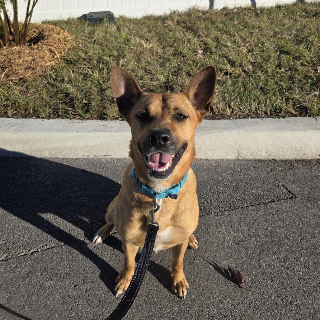 Julian, a Adoptable Mixed Breed in Tampa, FL image 5/6