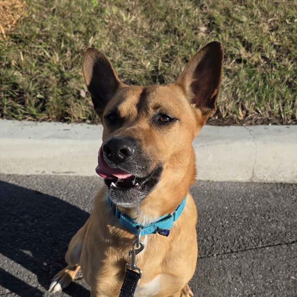 Julian, a Adoptable Mixed Breed in Tampa, FL image 6/6