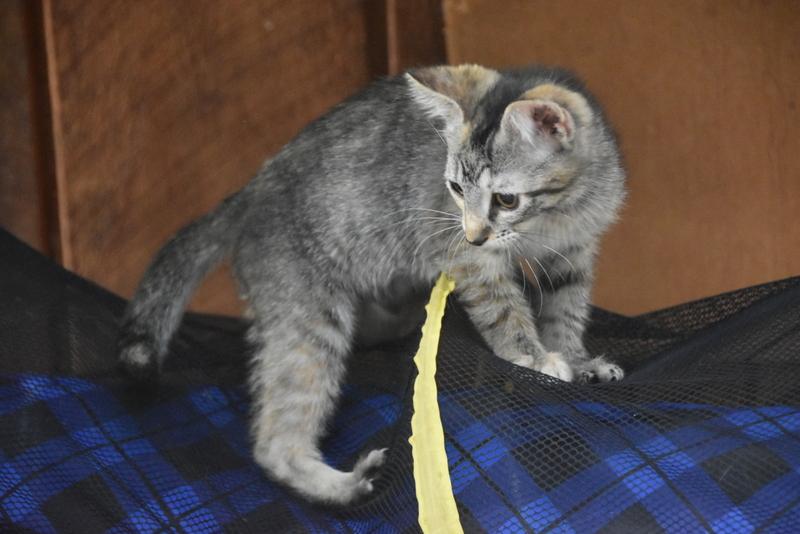 Baguette (BSM-Fostered in TN), Baby Female unknown