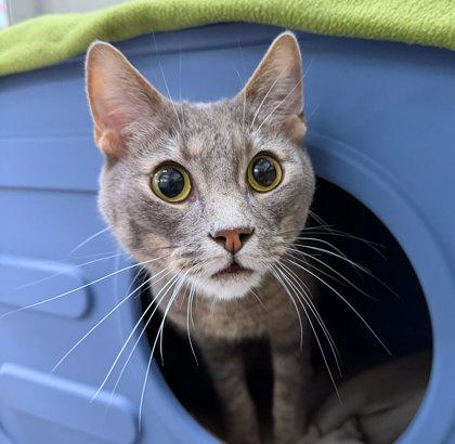 Storm, Adoptable, Adult Male Domestic Short Hair.
