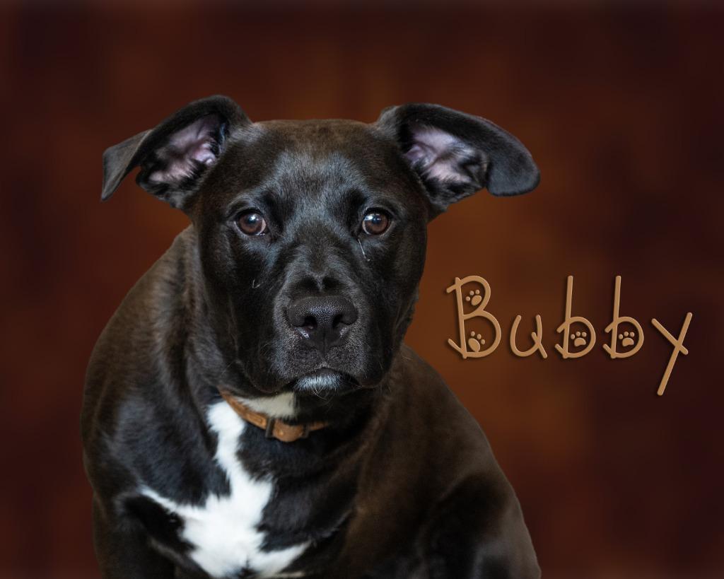 Bubby, ADOPTABLE, Young Male Pit Bull Terrier.