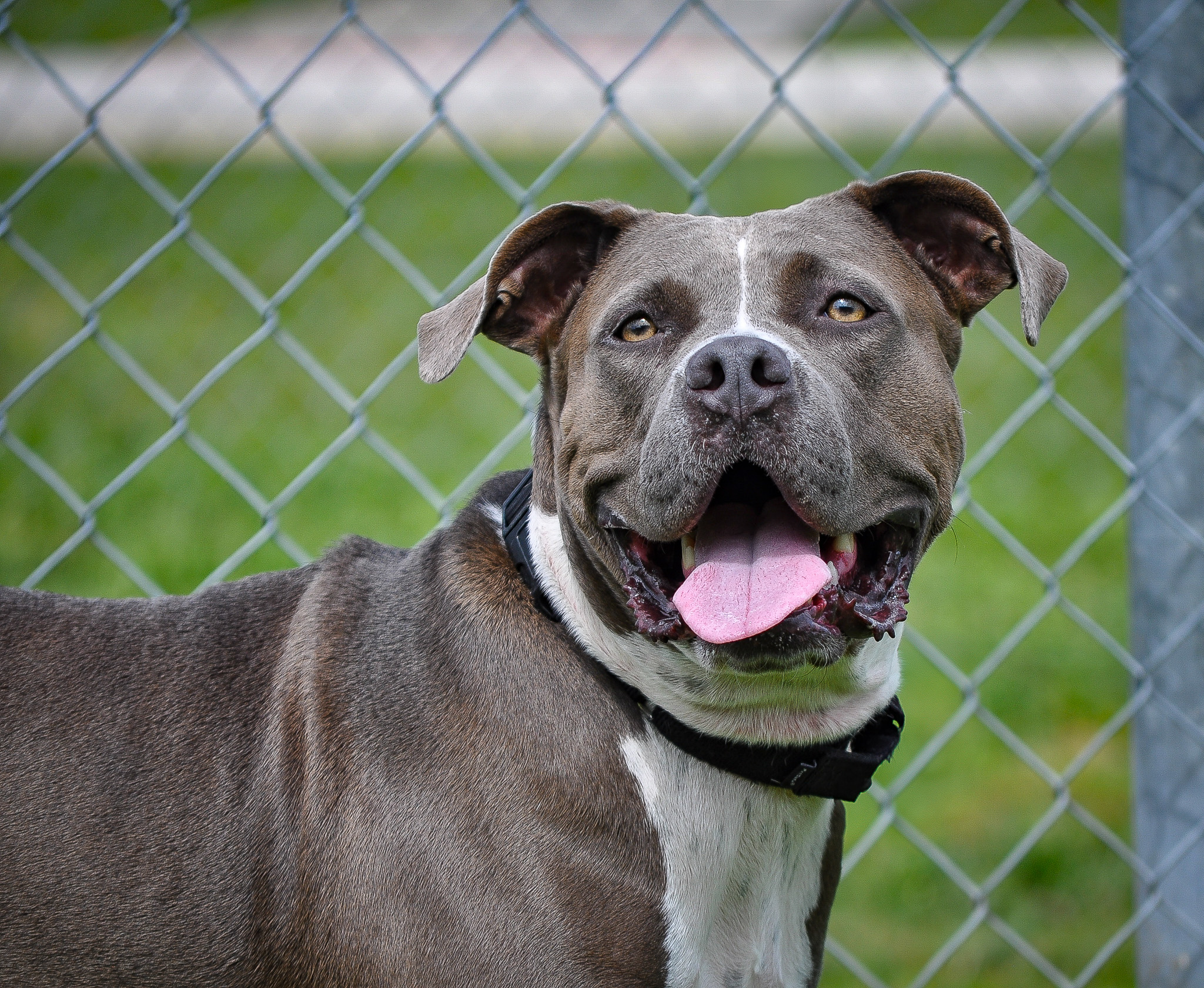 Bimini - TRAINED DOG, Adoptable, Young Female American Staffordshire Terrier.