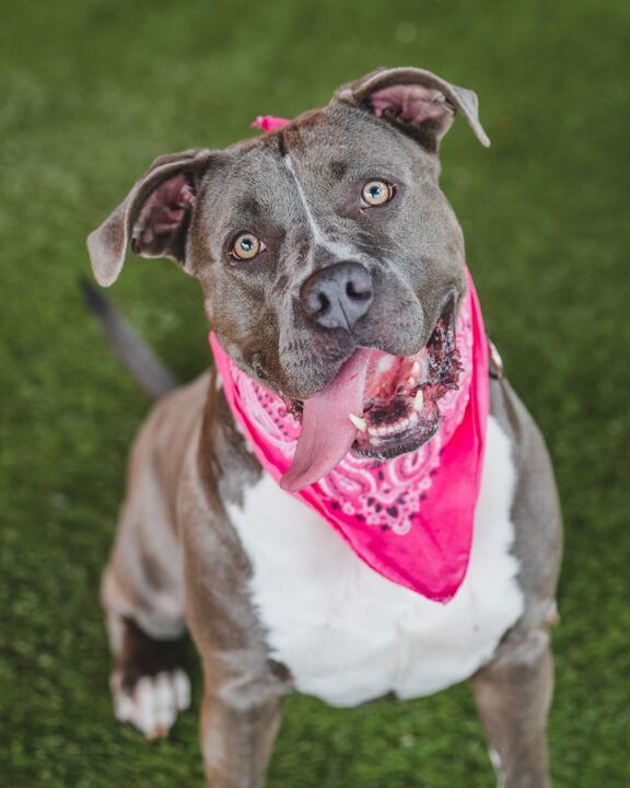 Bimini - TRAINED DOG, an adoptable American Staffordshire Terrier in Miami, FL, 33155 | Photo Image 4