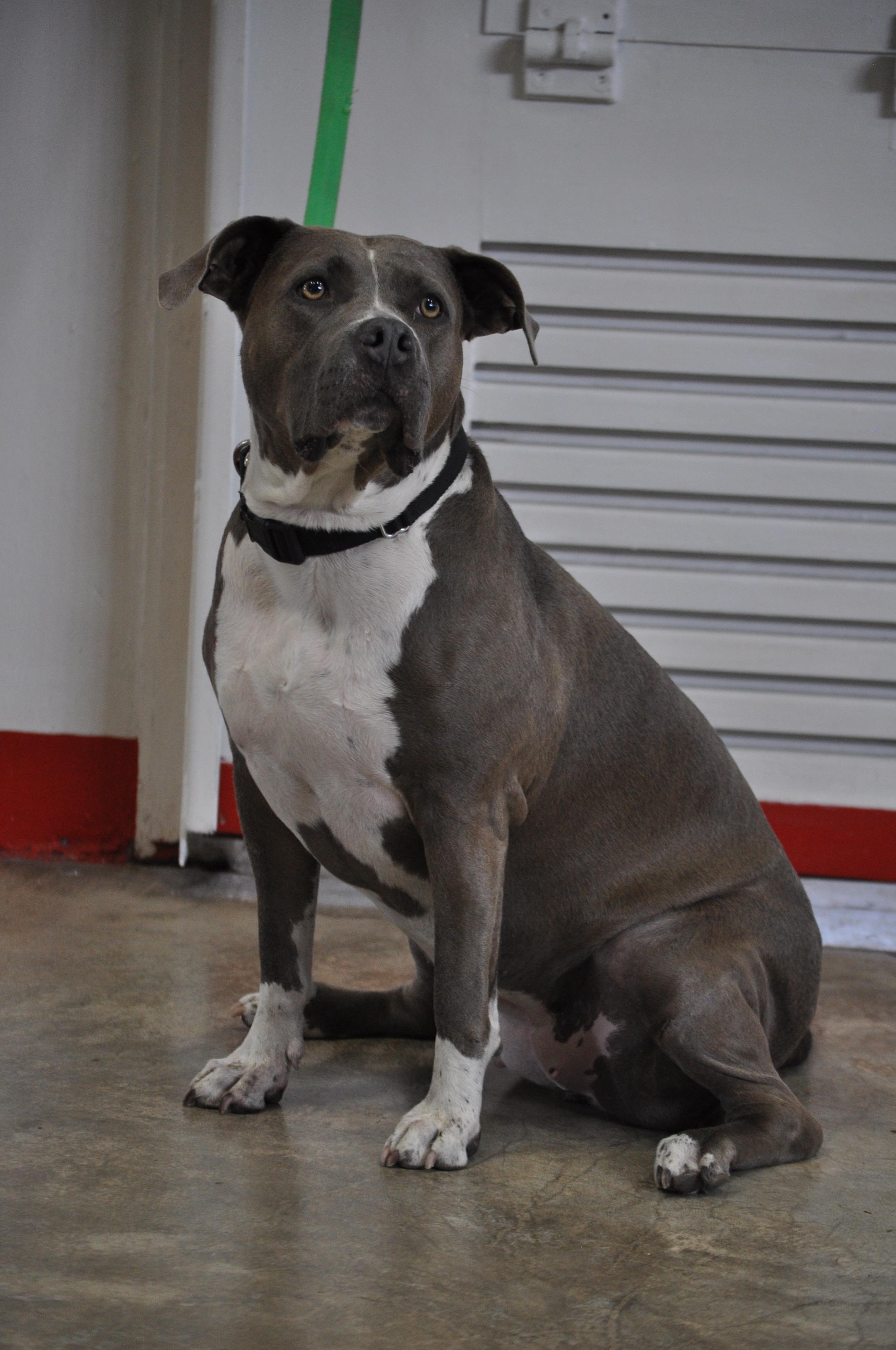 Bimini - TRAINED DOG, an adoptable American Staffordshire Terrier in Miami, FL, 33155 | Photo Image 2