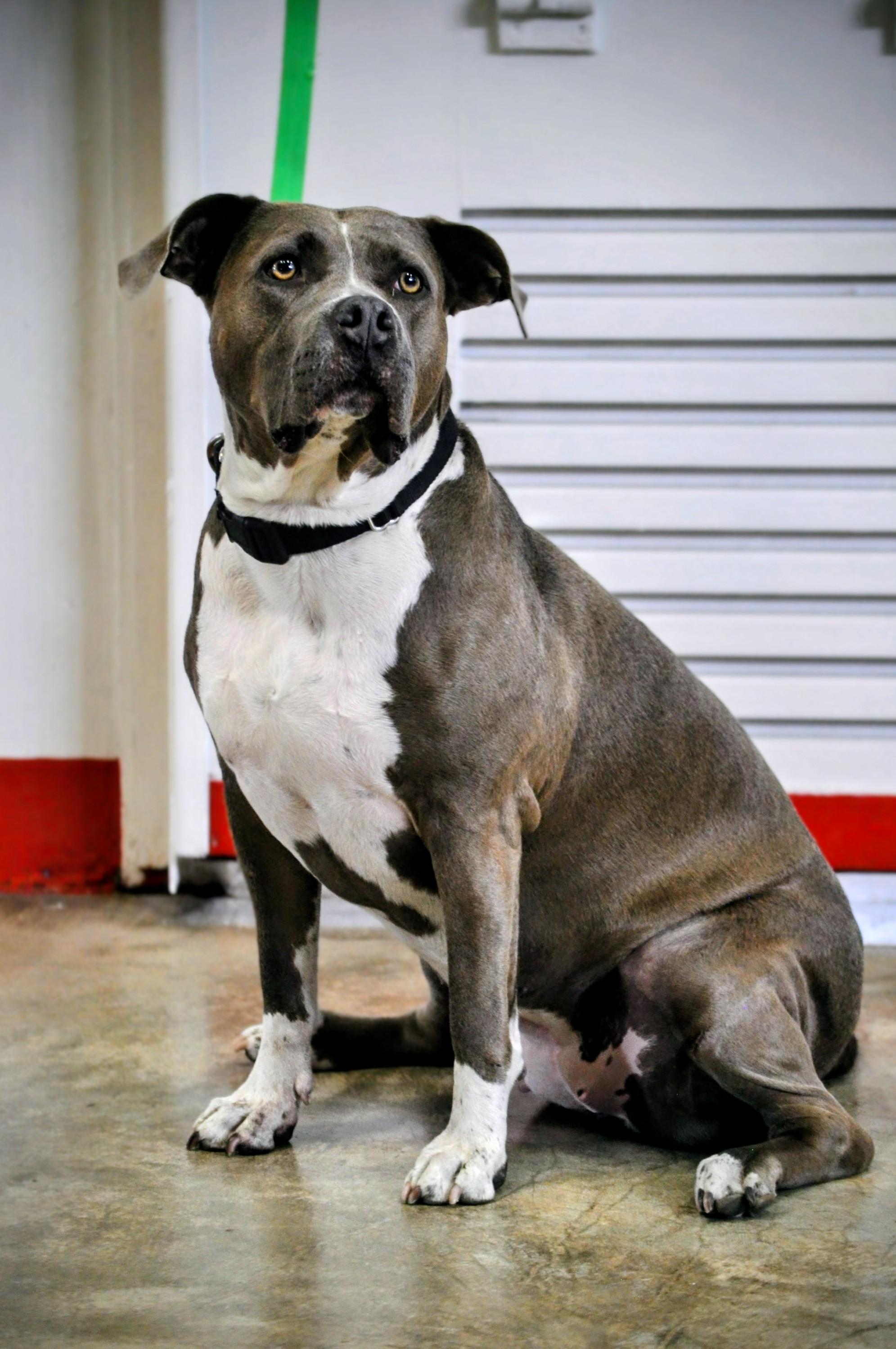 Enlarge Bimini - TRAINED DOG, a Adoptable mixed breed in Miami, FL image 1/1