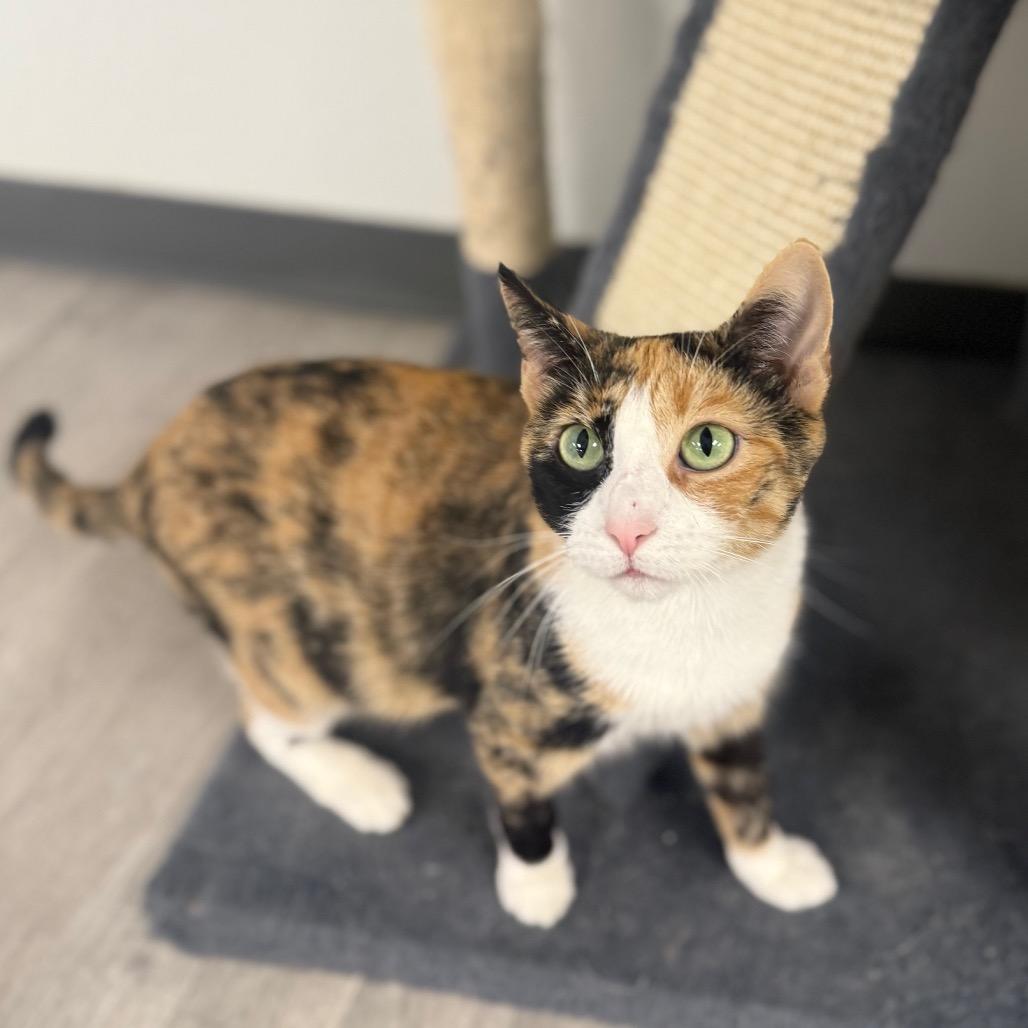 Barbie, Adoptable, Adult Female Domestic Short Hair.