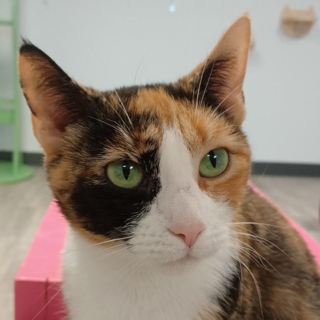 Enlarge Barbie, a Adoptable Domestic Short Hair in Uniontown, PA image 2/6