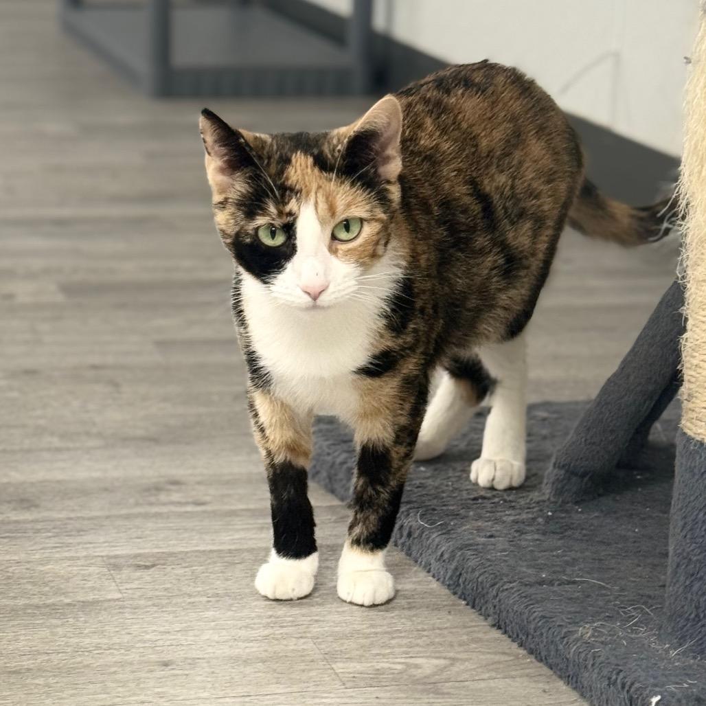 Enlarge Barbie, a Adoptable Domestic Short Hair in Uniontown, PA image 3/6