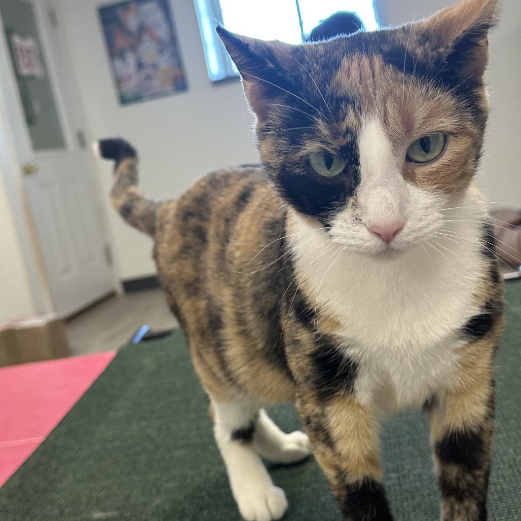 Enlarge Barbie, a Adoptable Domestic Short Hair in Uniontown, PA image 4/6