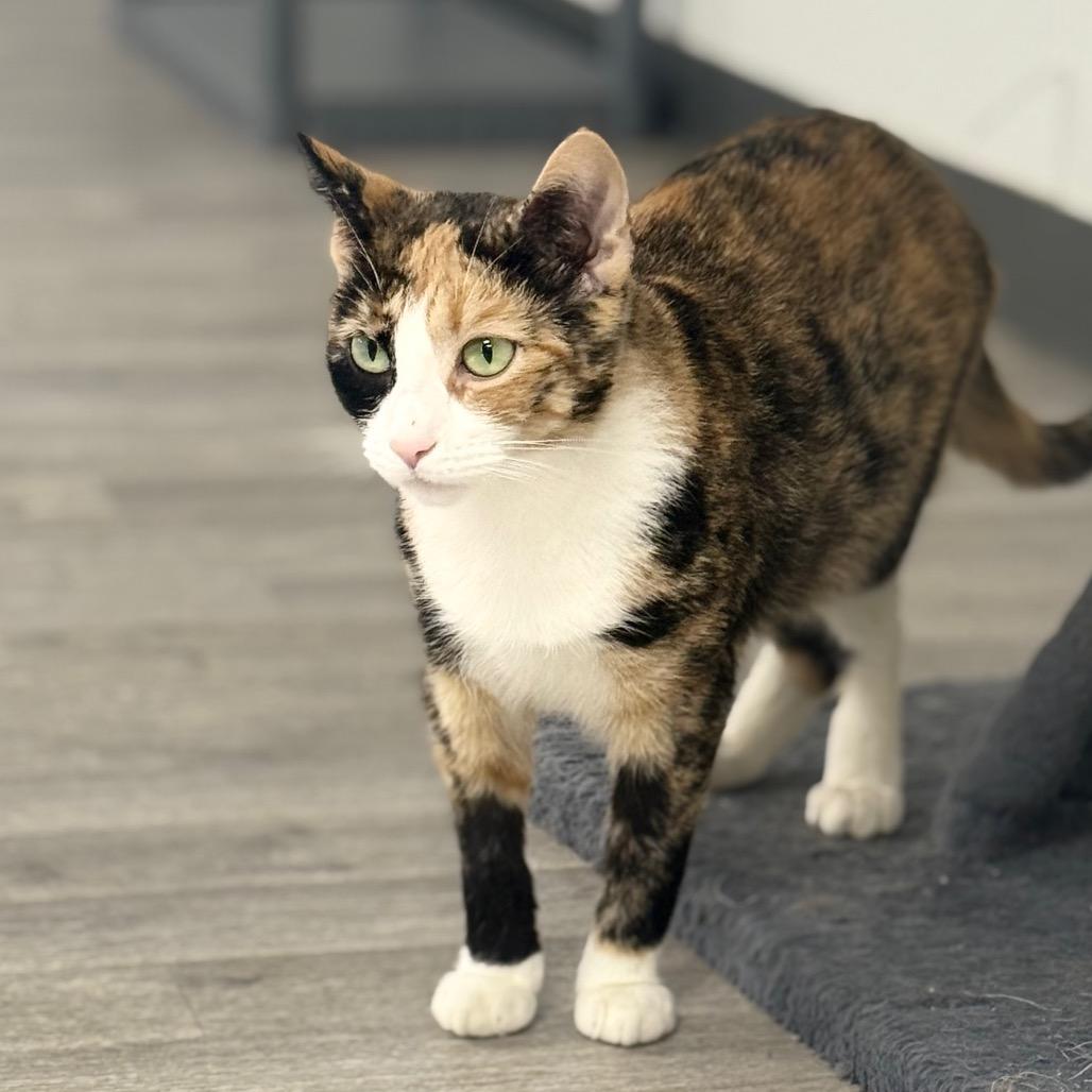 Enlarge Barbie, a Adoptable Domestic Short Hair in Uniontown, PA image 6/6