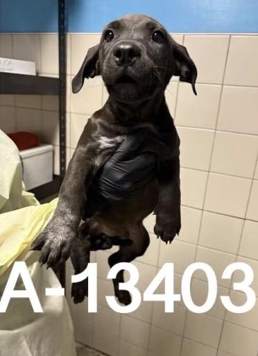 Enlarge Josh, a Adoptable mixed breed in Loveland, CO image 1/2